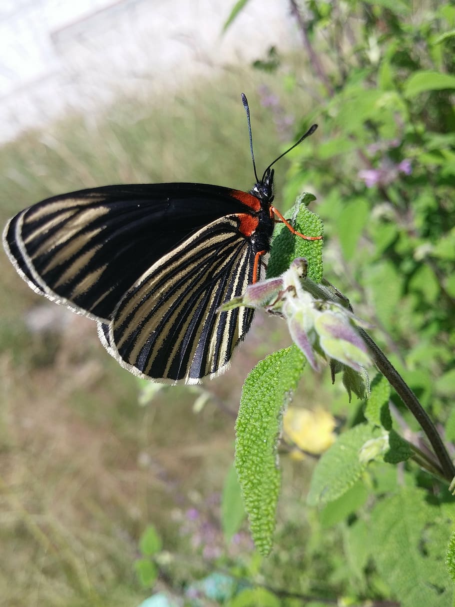 butterfly, beautiful, nice, animals in the wild, animal wildlife HD wallpaper