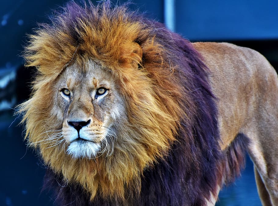brown lion on focus phoot, cat, predator, big cat, lion's mane HD wallpaper