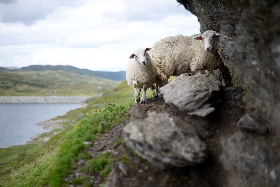 two sheep walking on gray stone fragment during daytime, norway, HD wallpaper