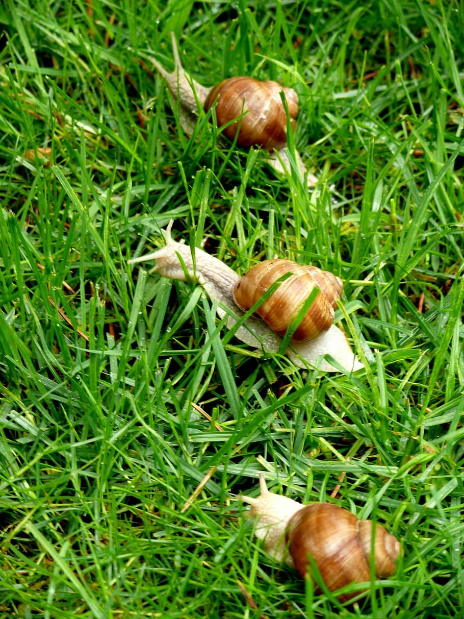 Grass, Animal, Grapevine, Snail, snails, grapevine snail, helix pomatia HD wallpaper