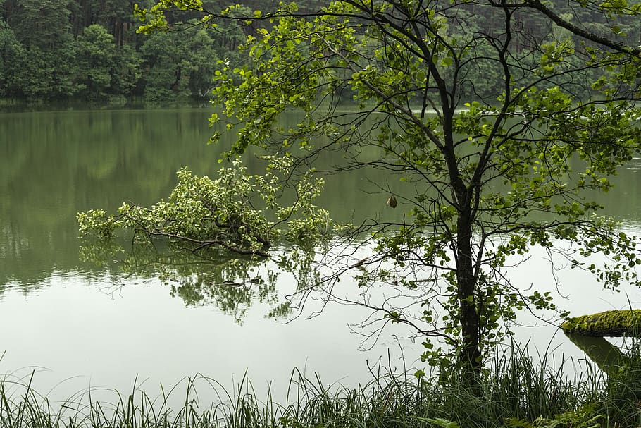 forest, water, tree, plant, lake, beauty in nature, growth HD wallpaper