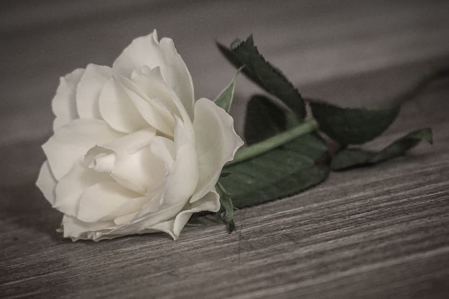 rose, romantic, white, flower, wedding, wood, white rose, blossom HD wallpaper