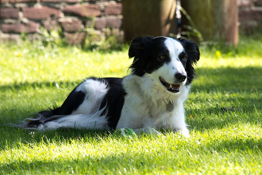 dog, outside, grass, pet, animal, summer, nature, outdoors HD wallpaper