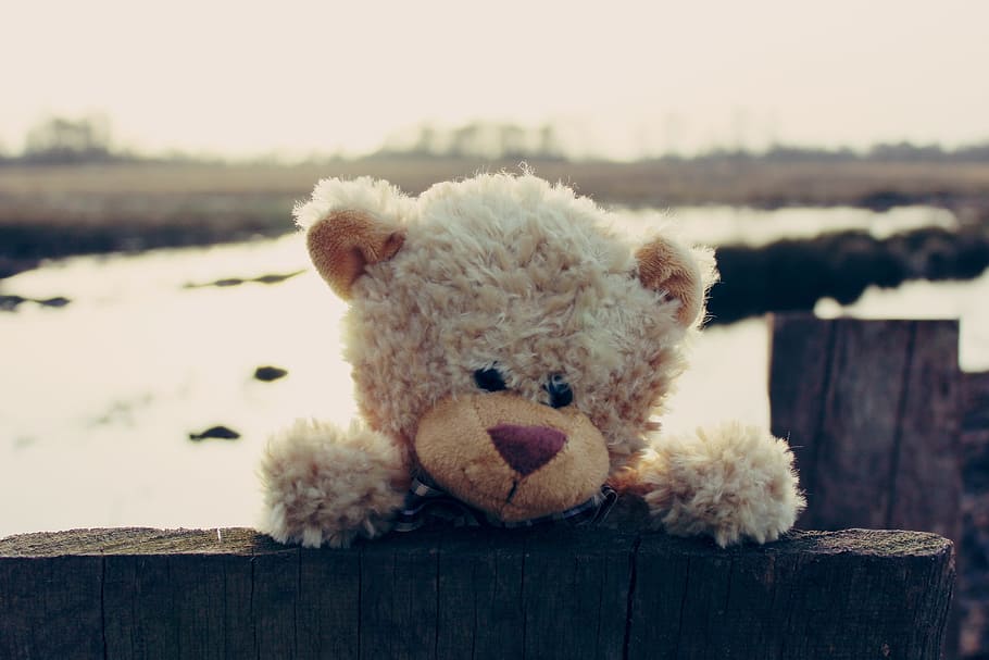white Bear plush toy, teddy, soft toy, bears, stuffed animal, HD wallpaper