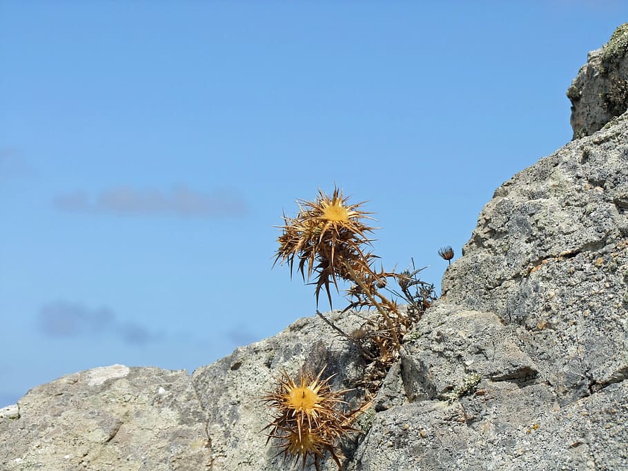 thistle, pieksig, rock, stone, nature, sky, rock - object, solid HD wallpaper