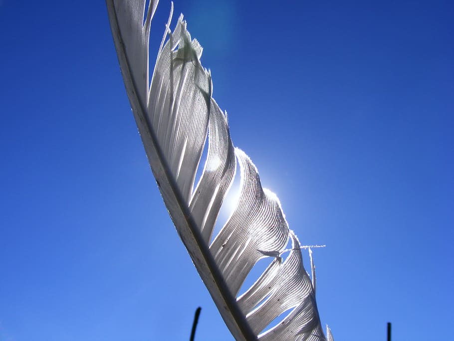 feather, sunlight, white, bird, animal, wildlife, day, bright HD wallpaper