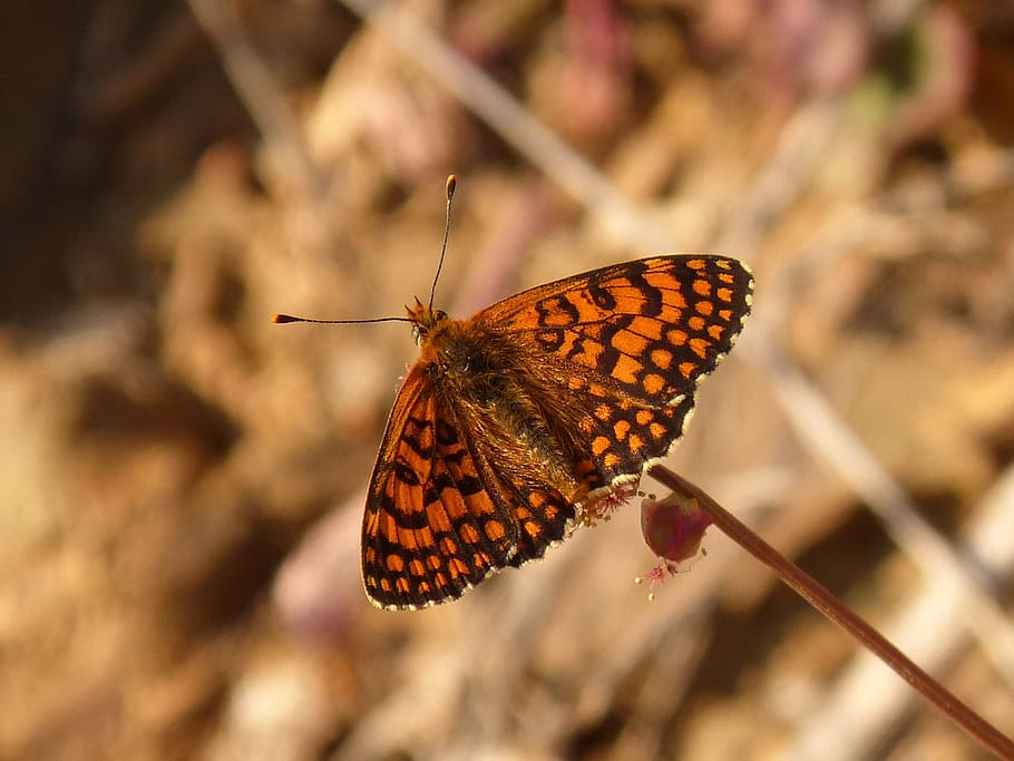 butterfly, orange, insect, monarch, invertebrate, animals in the wild HD wallpaper