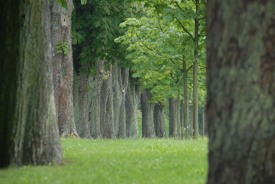 park, chestnut, avenue, plant, tree, tree trunk, growth, green color HD wallpaper