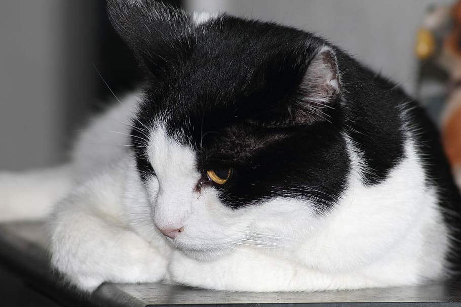 Cat, Cozy, Animals, Beautiful, Pet, playful, black and white HD wallpaper