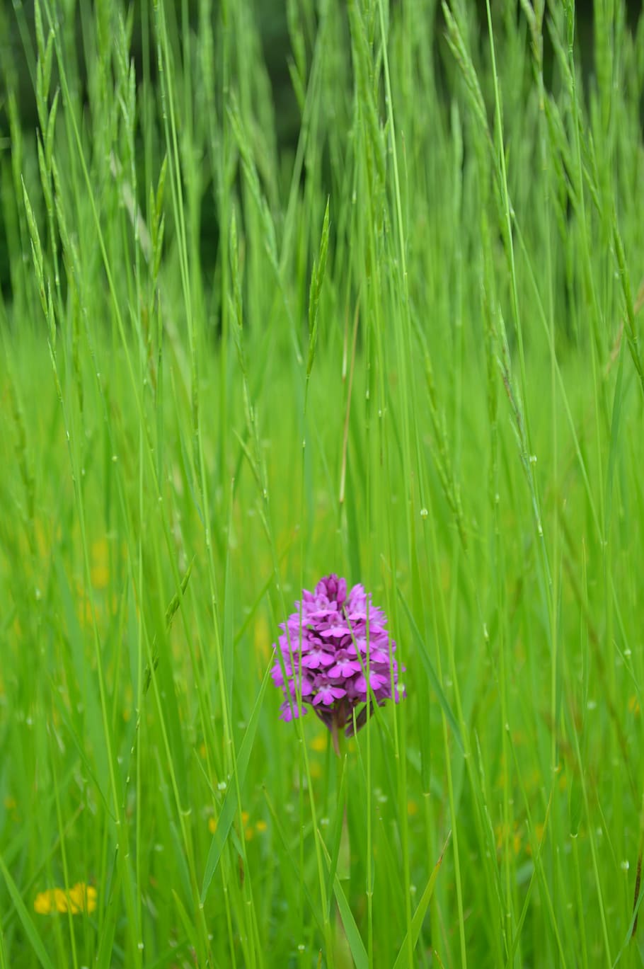 flower, grass, herbs, violet, green, field, only, nature, calm HD wallpaper