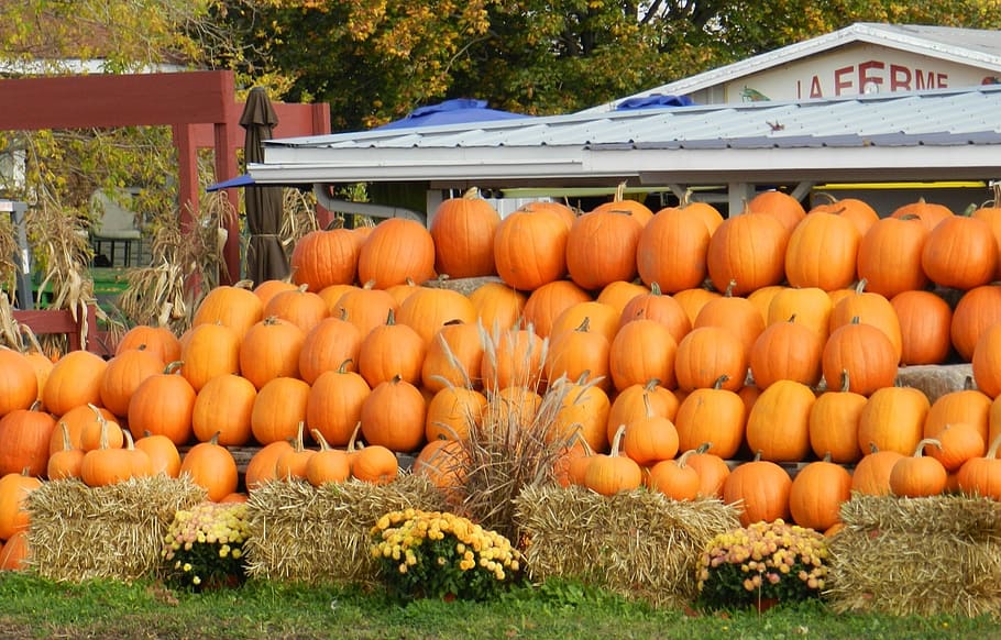 pumpkins, patch, gourd, autumn, fall, vegetables, market, seasonal HD wallpaper