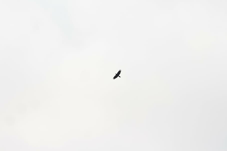 bird, sank, sky, dom, fly, flying, nature, animal, animal Wing HD wallpaper