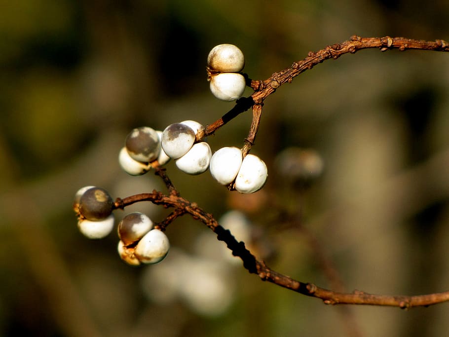 tree, limb, nature, branch, brown, white, focus on foreground HD wallpaper