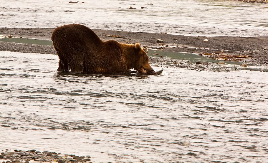 wildlife, sand, beach, ocean, sea, alone, brown, bear, animal HD wallpaper