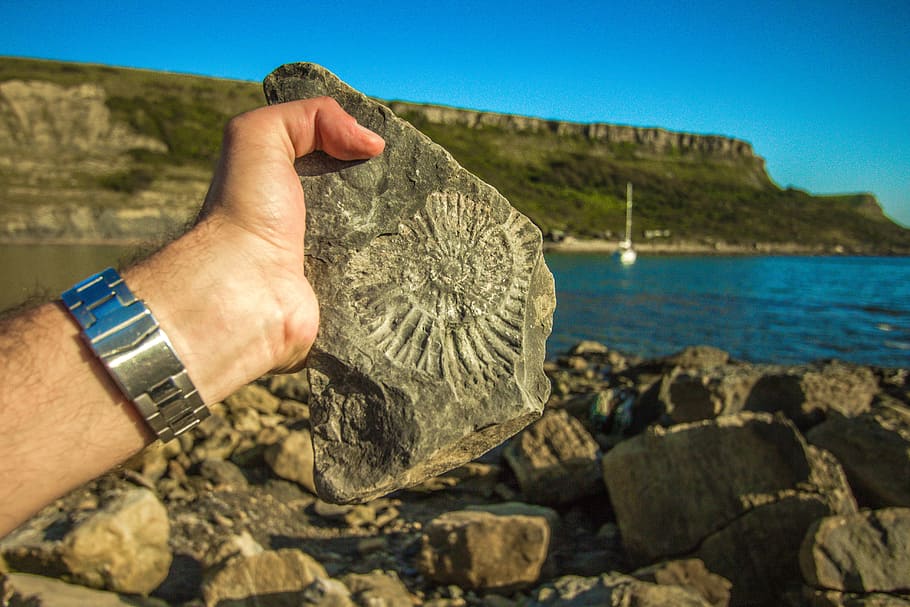 person holding gray rock, fossil, england, coast, ocean, ammonite HD wallpaper