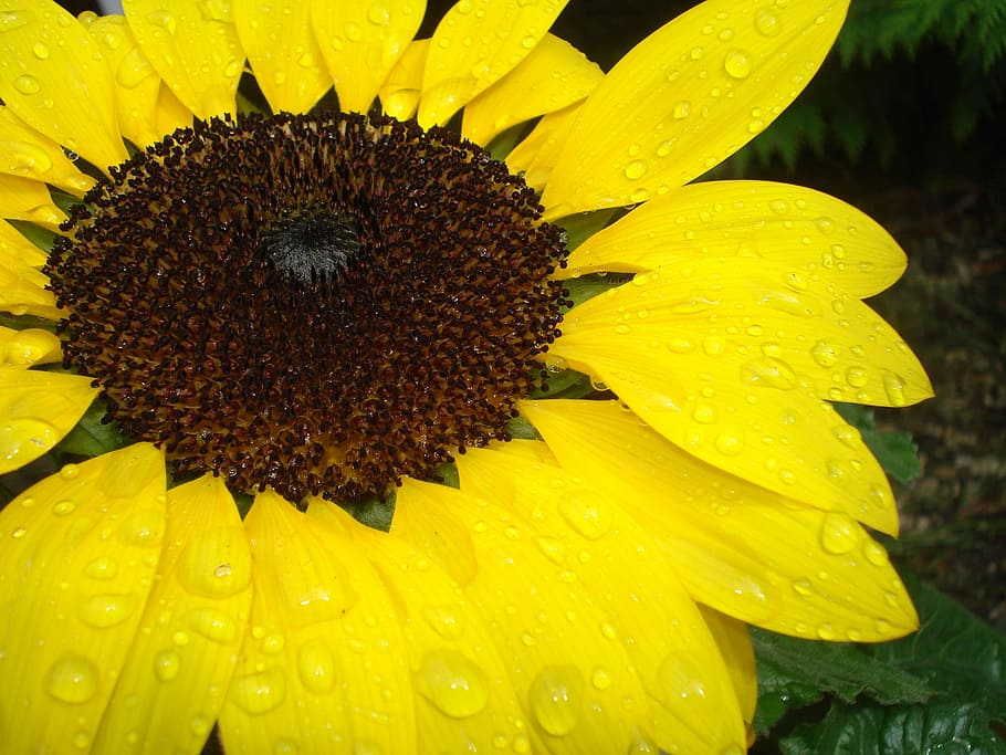 Close, Raindrop, Yellow, sonnebblume, flower, fragility, petal HD wallpaper