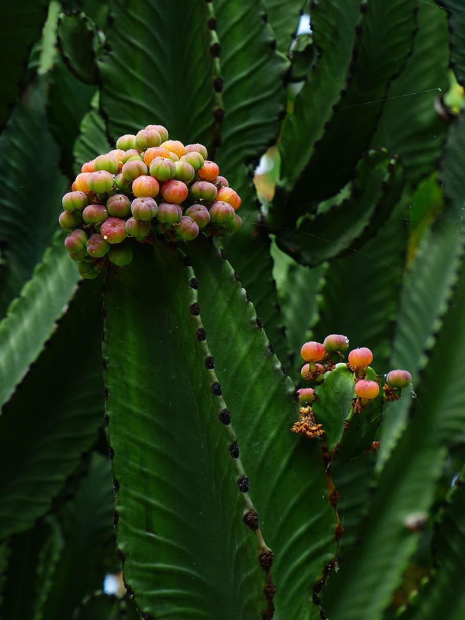 Triangular, Spurge, Plant, Blossom, Bloom, triangular spurge HD wallpaper