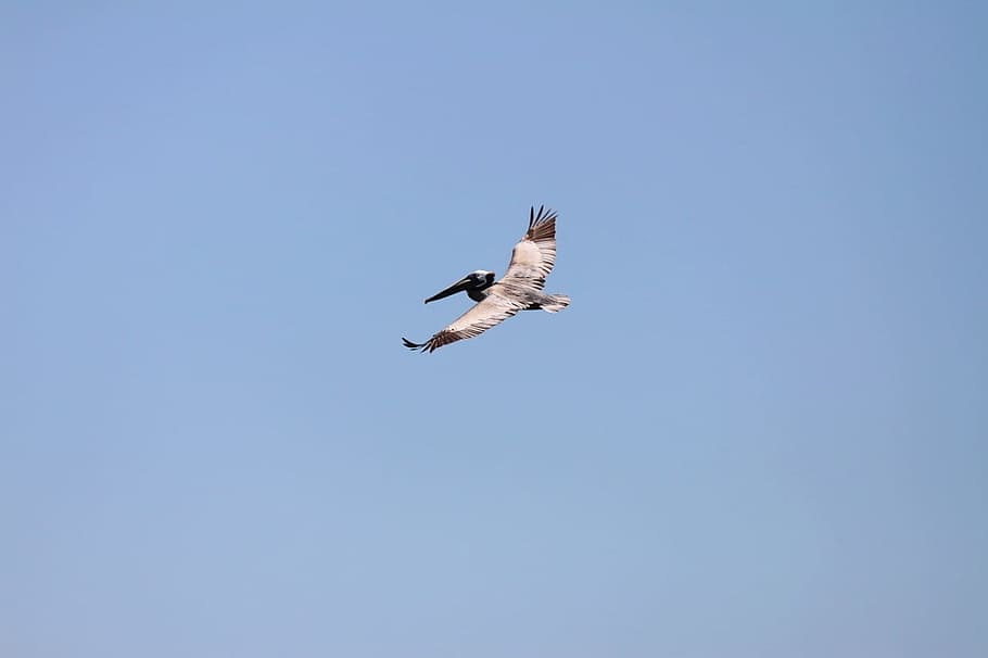 Pelican, Bird, Flying, Wings, Pelecanus, beak, long, pouch, HD wallpaper