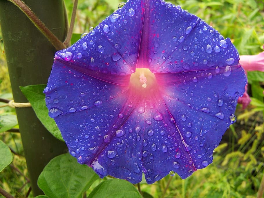 Ipomoea, Flower, Violet, acuminata, nature, beauty in nature HD wallpaper