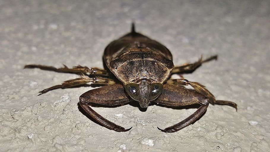 Giant Water Bug, Toe, Biter, toe biter, alligator tick, insects, HD wallpaper