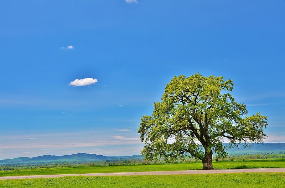 photo of green leaf tree on open field during daytime, mountain HD wallpaper