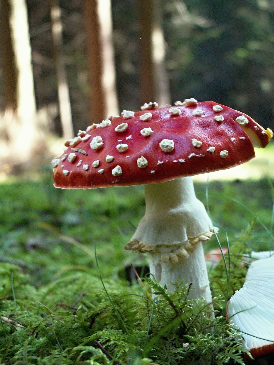 toadstool, red, toxic, fungus, grass, mushrooms, macro, moss HD wallpaper
