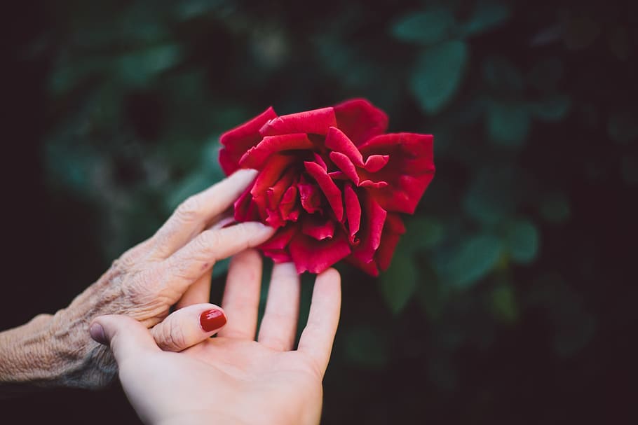 person touching red rose flower, bloom, blossom, elderly, flora HD wallpaper