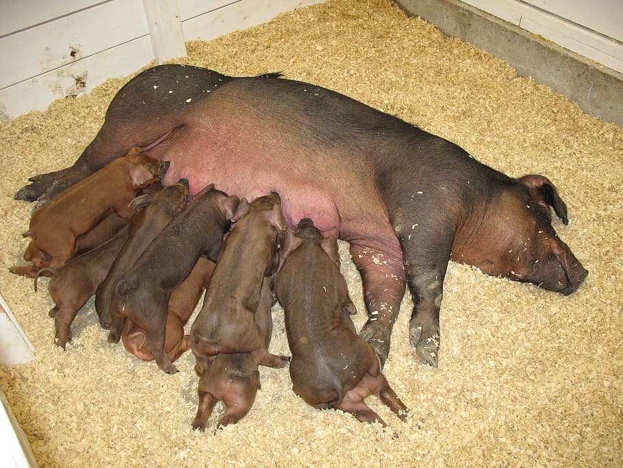 pig, piglets, farm, agriculture, animal, cute, pork, mammal