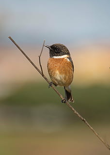 bird, ave, feathers, letdown, stonechat, birds, animals, wings HD wallpaper