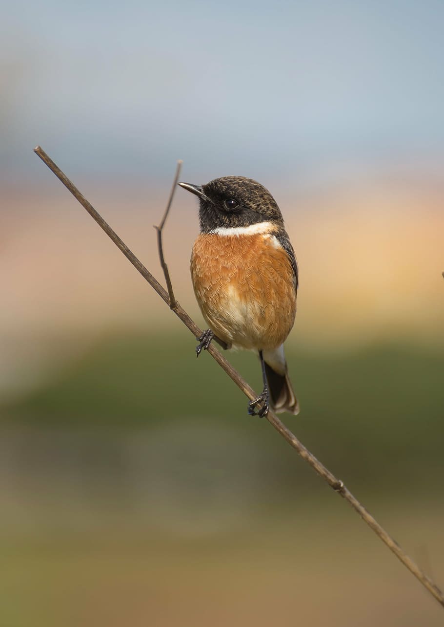 bird, ave, feathers, letdown, stonechat, birds, animals, wings HD wallpaper