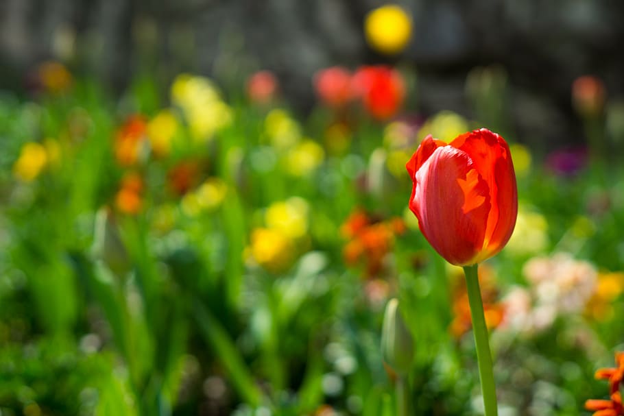 flowers, spring, garden, park, summer, plant, blossom, grow HD wallpaper