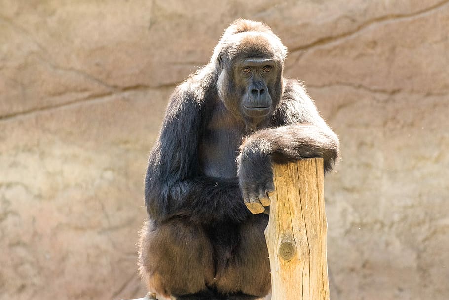 monkey, primate, gorilla, animal, animal world, mammal, zoo HD wallpaper