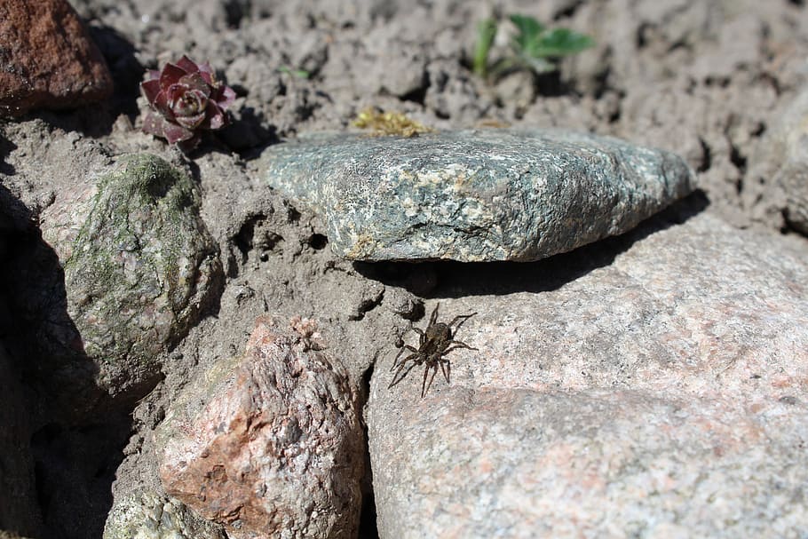 spider, stone bed, nature, garden, animal, solid, rock - object HD wallpaper