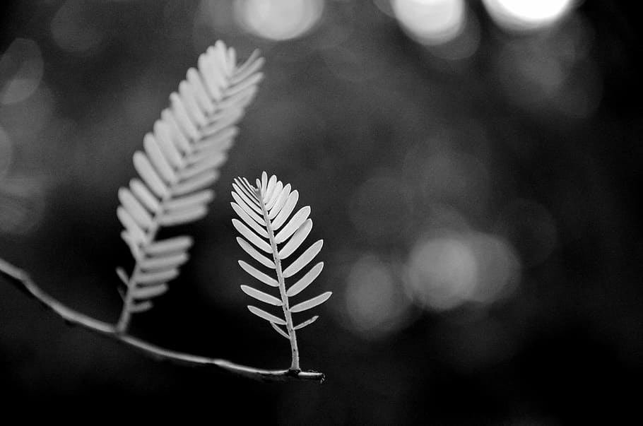 grayscale photography of leaf, forest, jungle, leafe, close-up HD wallpaper