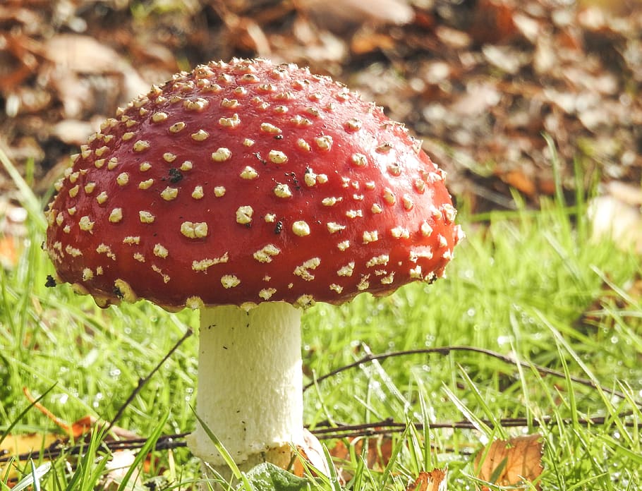 mushroom, fungus, toadstool, fall, outdoors, nature, fairy toadstool, HD wallpaper