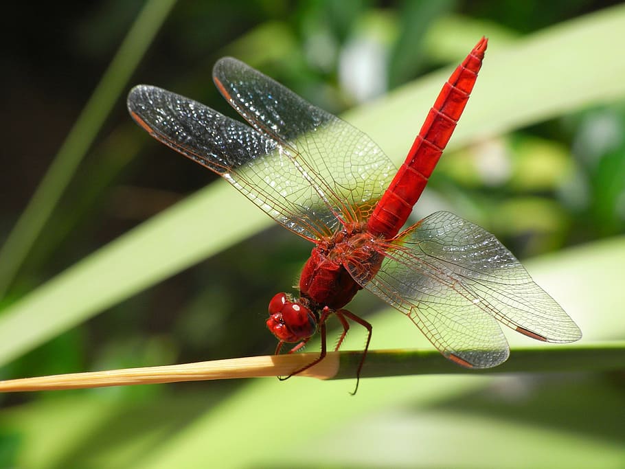 roseate dragonfly on green leaf plant, insect, common skimmer HD wallpaper