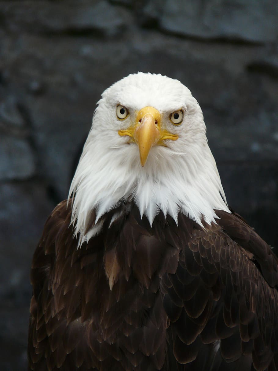 bald eagle, raptor, fish eagle, pigargue, nature, bird, one animal HD wallpaper