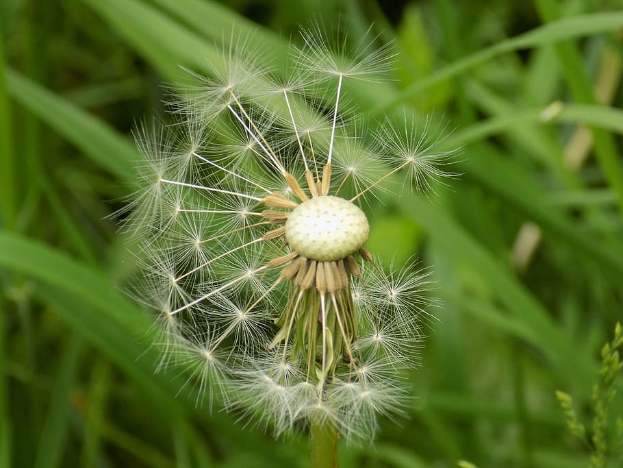 dandelion, seed, nature, spring, flower, summer, flora, blow HD wallpaper