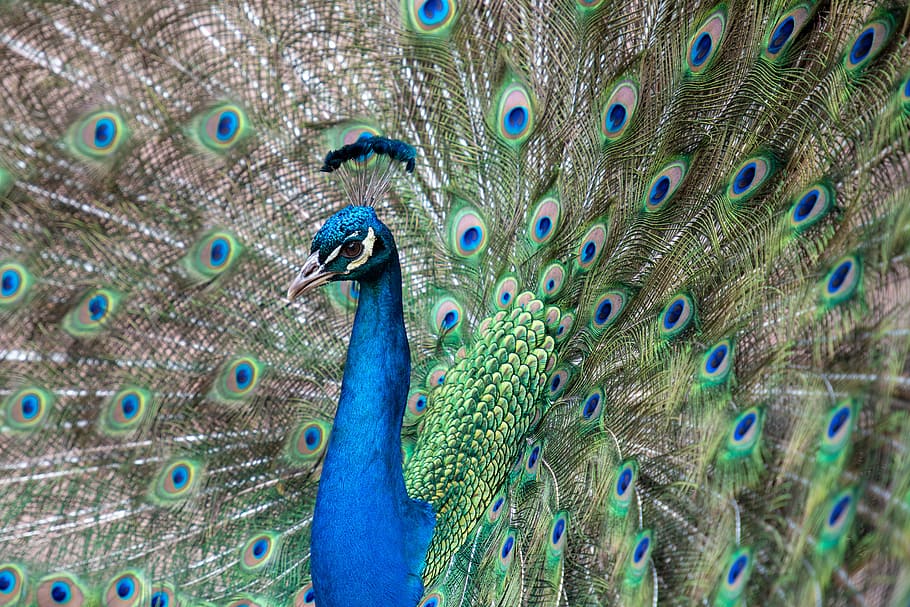 selective focus photography of peacock, blue and brown peacock HD wallpaper