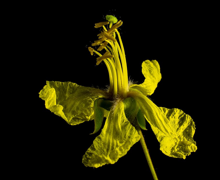 blossom, bloom, yellow, studio shot, black background, freshness HD wallpaper