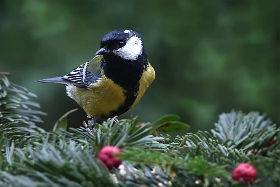 yellow, black, and white bird on top of green leaf, tit, parus major HD wallpaper