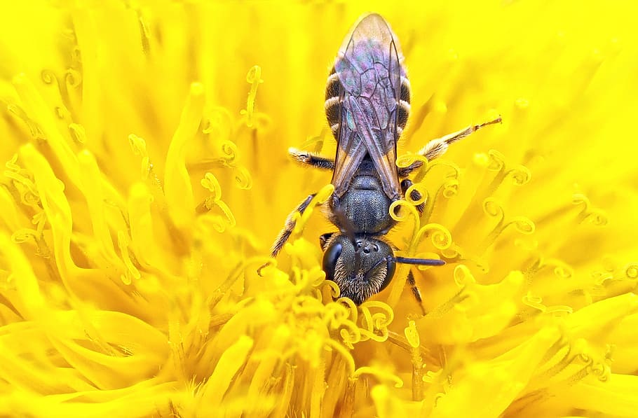 insect, plant, nature, animal themes, flowering plant, animal wildlife HD wallpaper