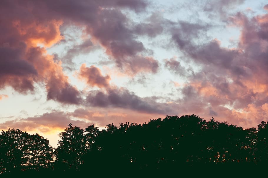Pink sky, clouds, sunset, trees, woods, cloud - sky, plant, beauty in nature HD wallpaper