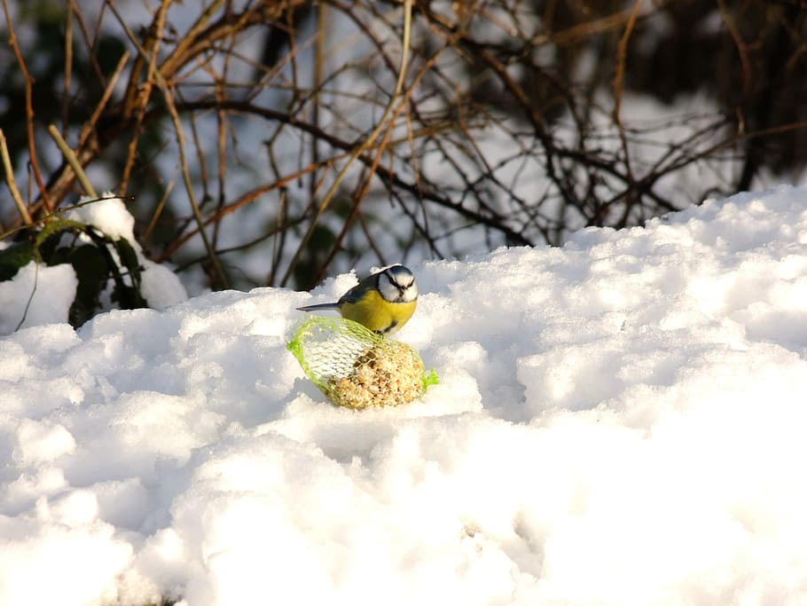 Nut, Hatch, Snow, Winter, Bird, Fly, nut hatch, wings, feather HD wallpaper