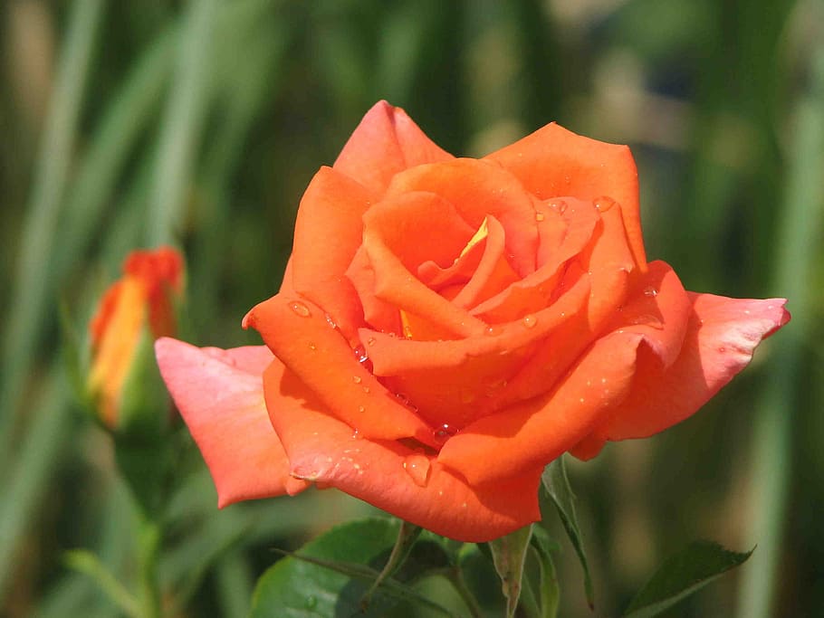 rose, orange, blossom, bloom, flowers, rose bloom, fragrance HD wallpaper