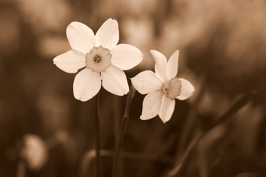 daffodil, flower, white, supplies, spring, flowering plant HD wallpaper