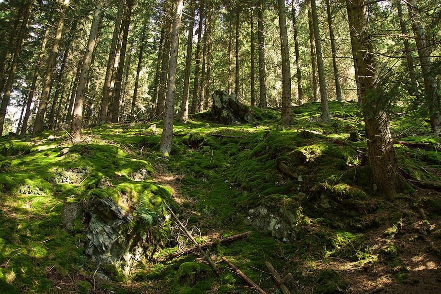 Forest, Moss, Green, Nature, Autumn, mushrooms, log, spring HD wallpaper