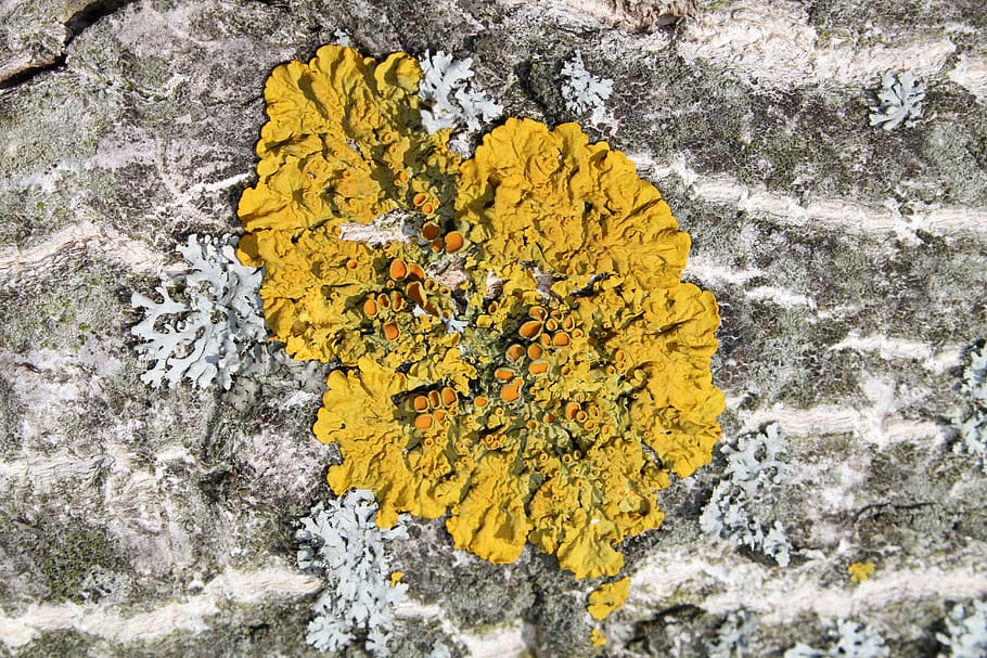nature, background, rock, tree, plant, yellow, lichen, no people HD wallpaper