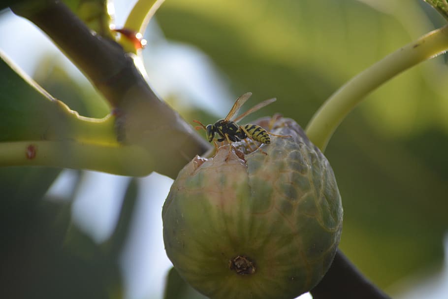 wasp, insect, fig, nature, leaf, it wasp swarm, macro, fruit HD wallpaper
