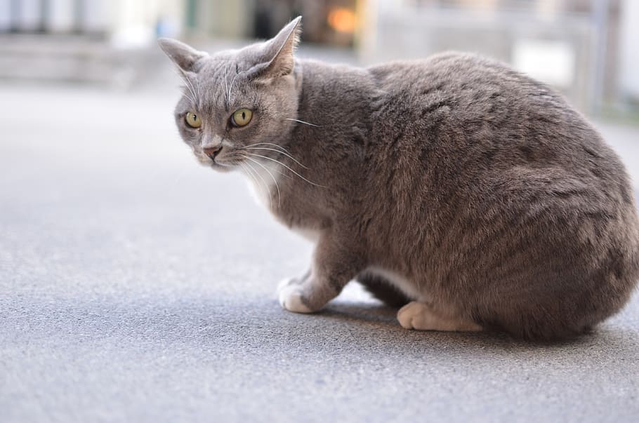 cat, animal, wild, creature, japan, creatures, line of sight HD wallpaper
